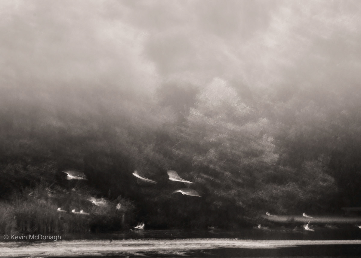 Bird isn the Mist, Teign Estuary