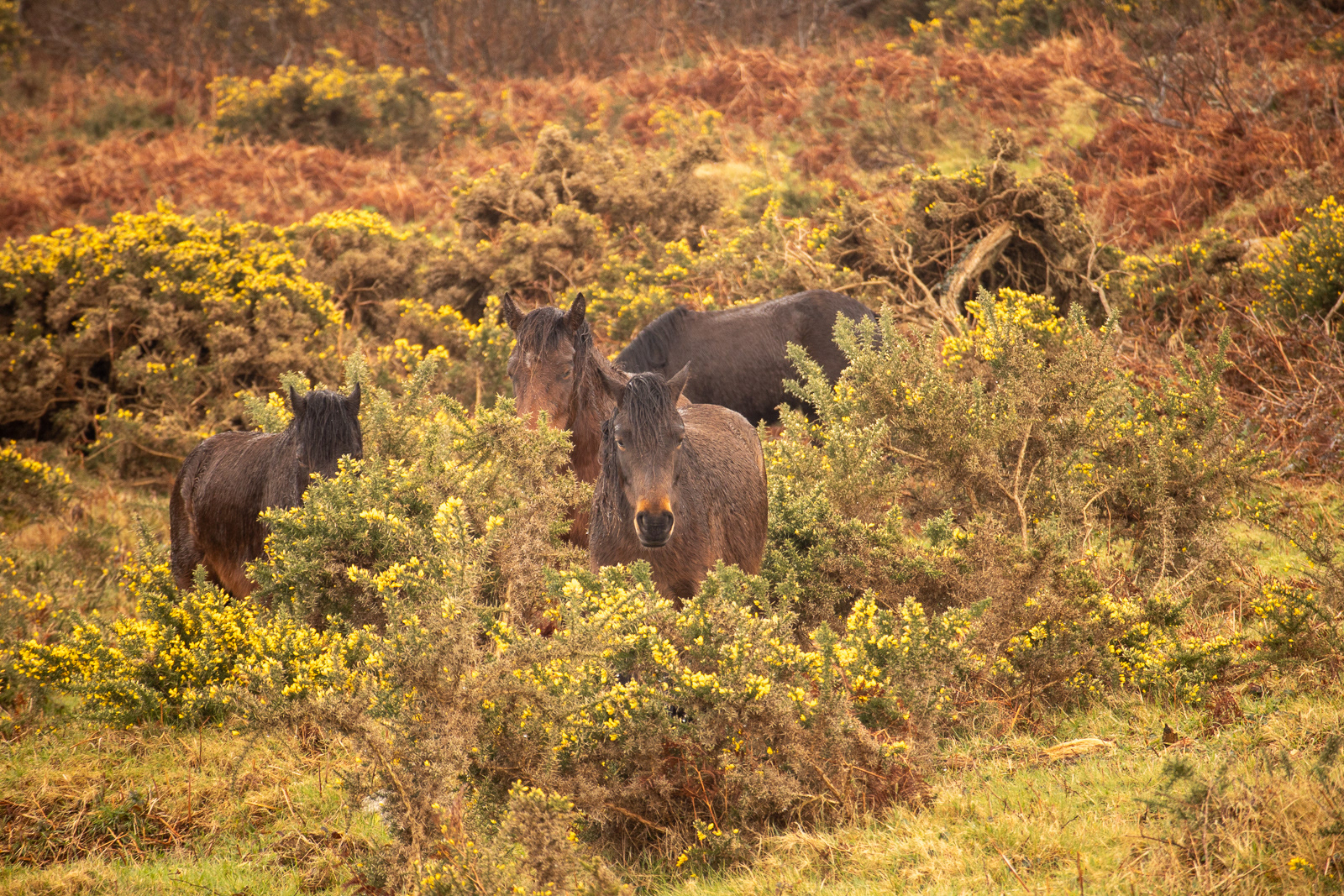 6 Mar 24 - Ponies at the White Downs, Porthmeor, Cornwall
