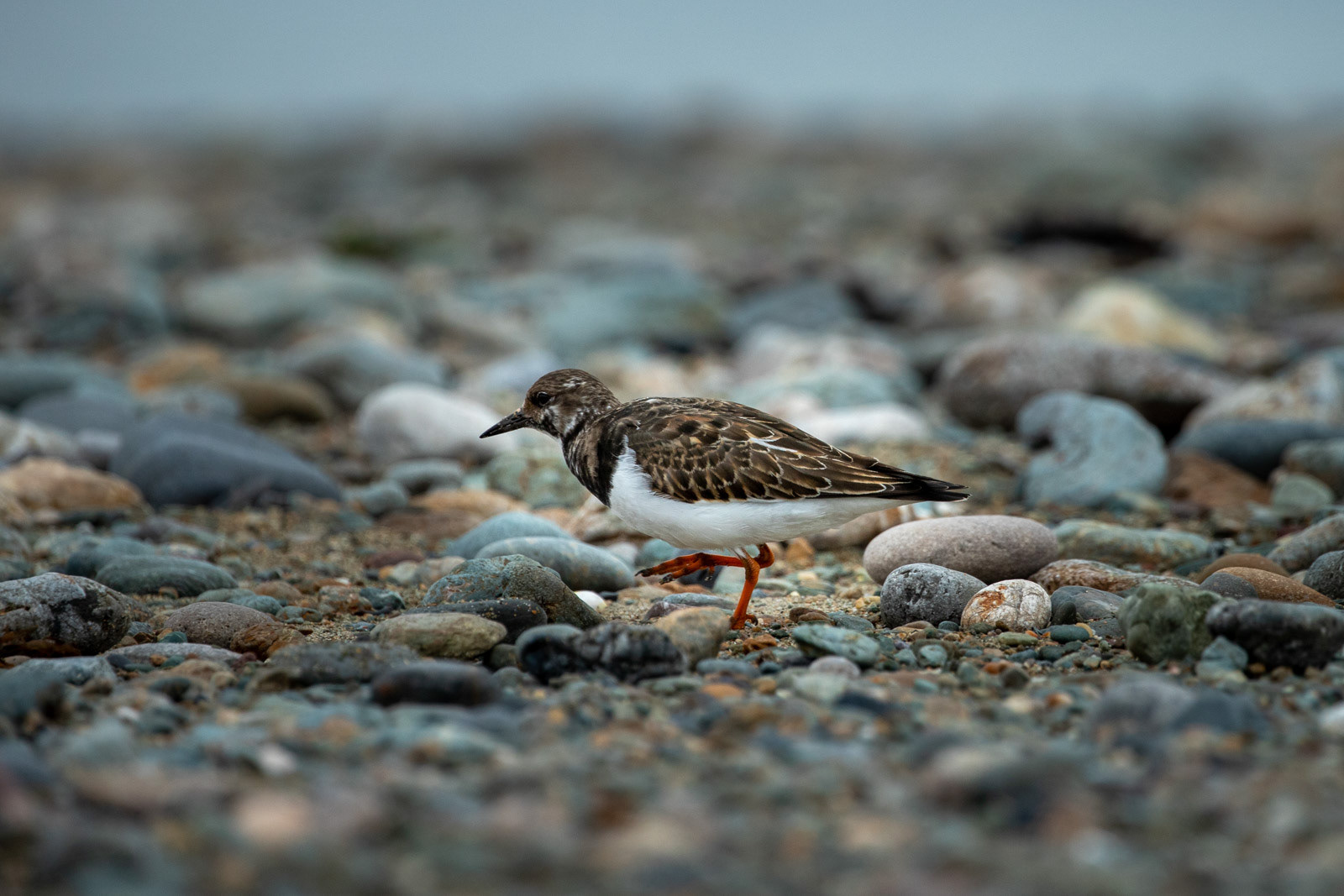 12th Oct: Turnstone