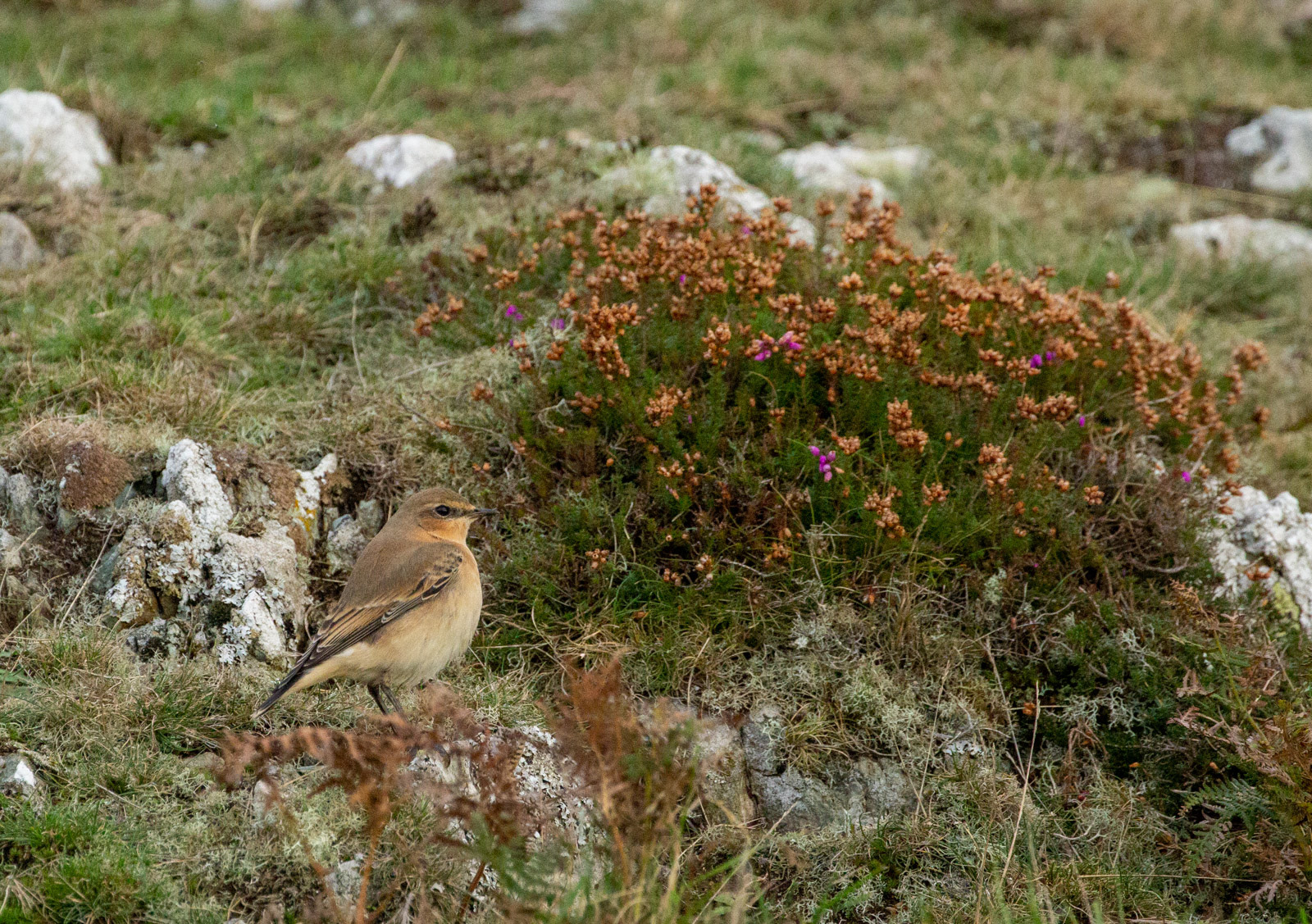 11th Oct: Wheatear