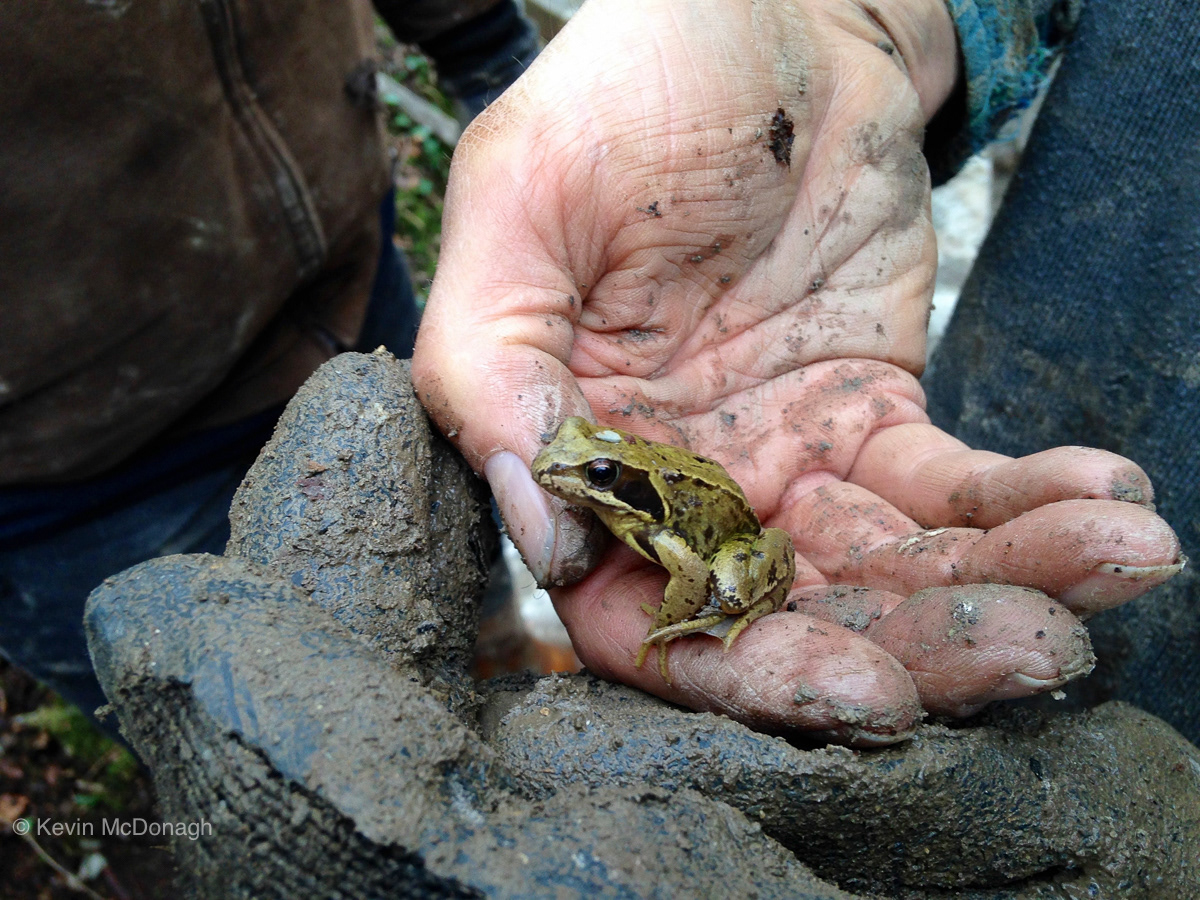 European Common Frog