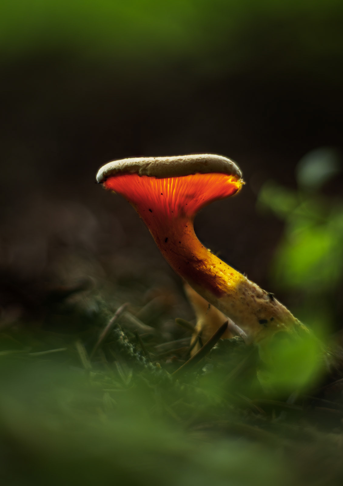 13th Oct: Glowing Mushroom