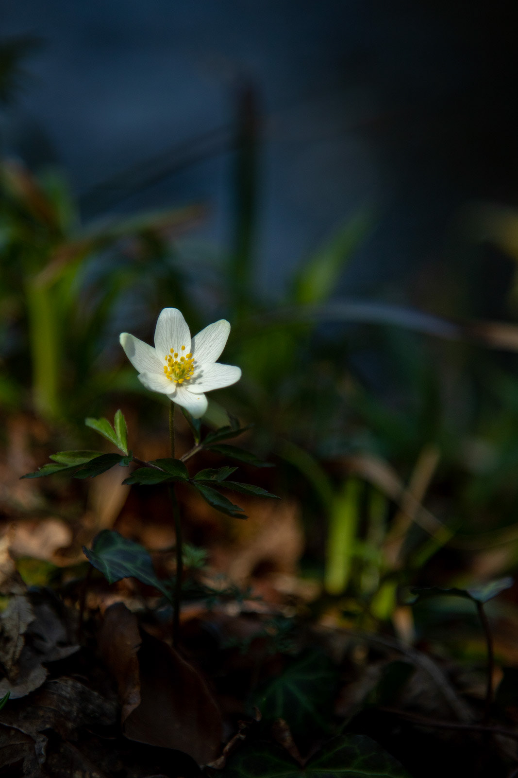 27 Mar 22: Wood Anemone, Dunsford Woods