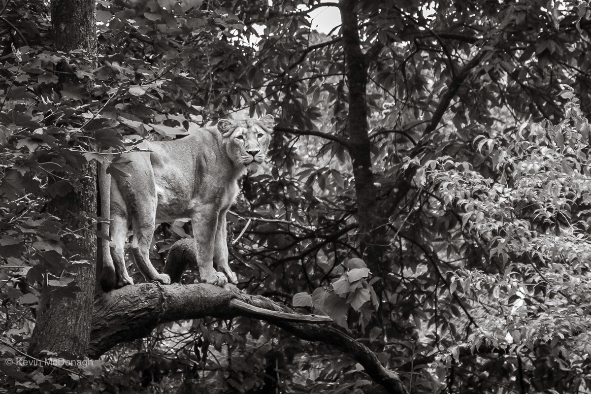 28 Sept 2020: Lioness - Paignton Zoo