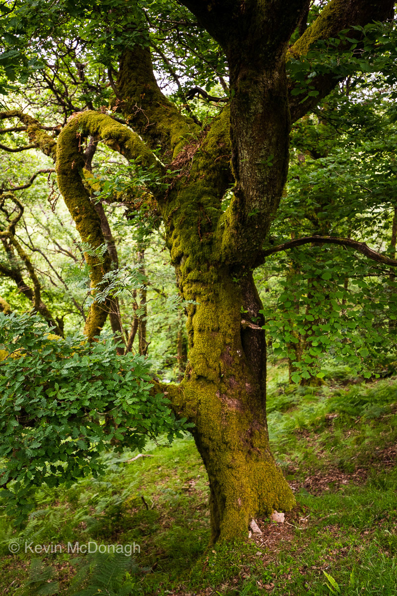2 July 21: Dartmoor Oak Tree