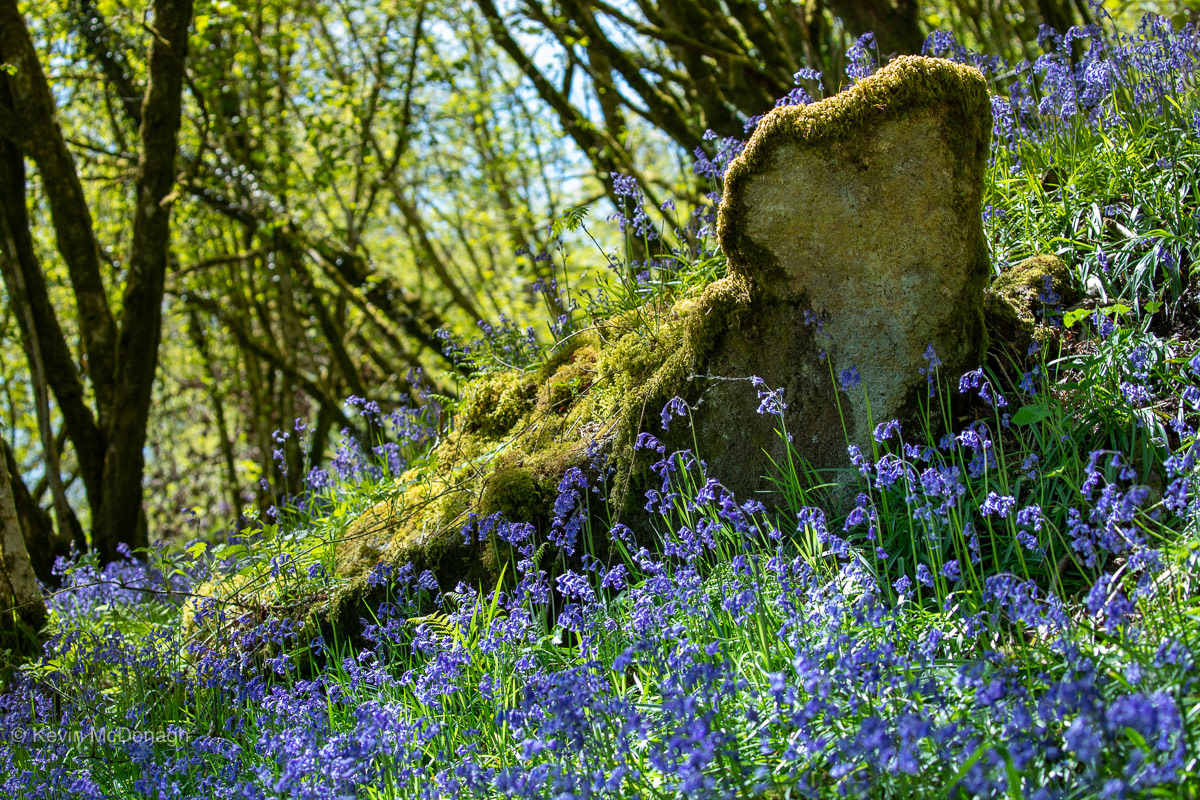 1st June 21: Bluebell Glade on Holwell Lawn