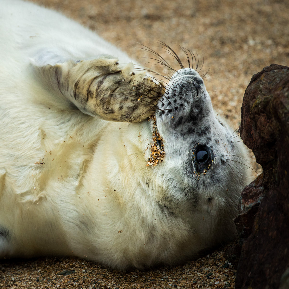 Image 3: Having a burp!