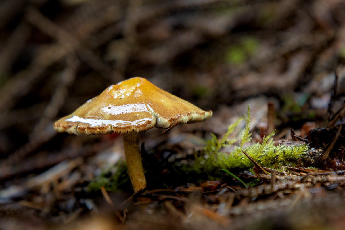 14th Aug 23: Mamhead Forest, Devon