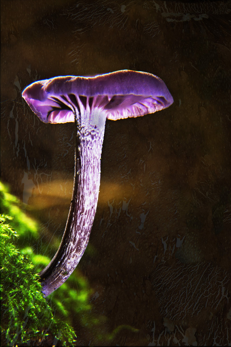 30th Sept 21 - Amethyst Deceiver