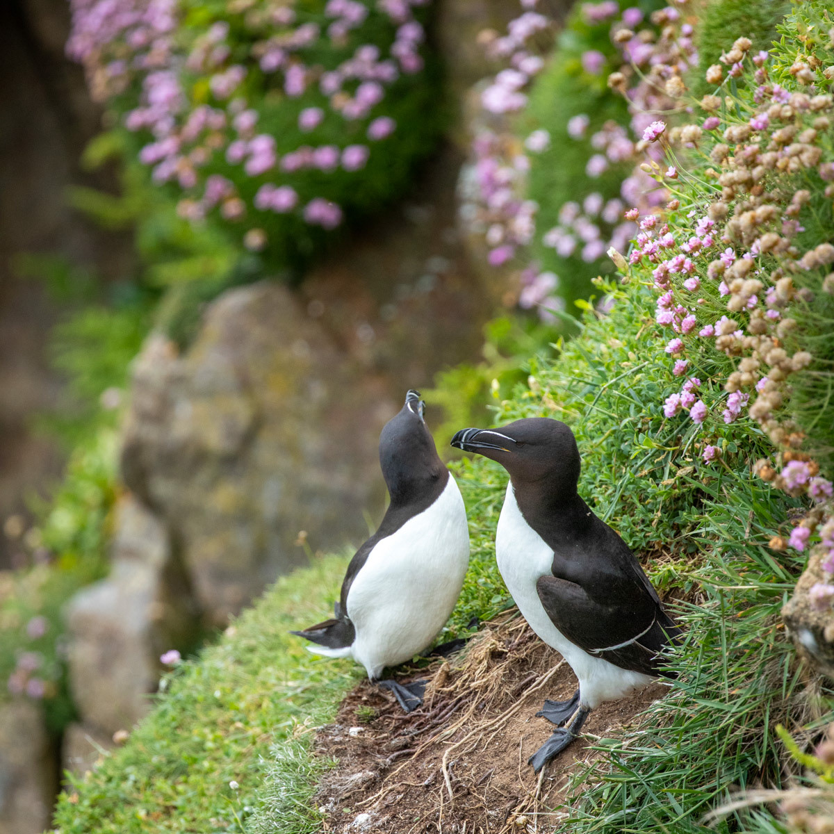 13th June 22: Saltee Islands - Razorbill