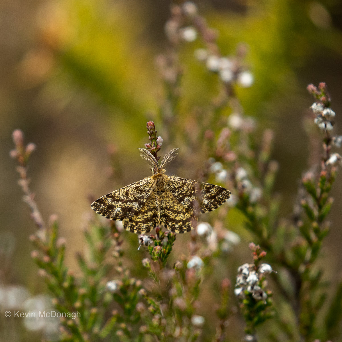 3 June 21:  Common Heath Moth, Heathfield Nature Reserve, Devon