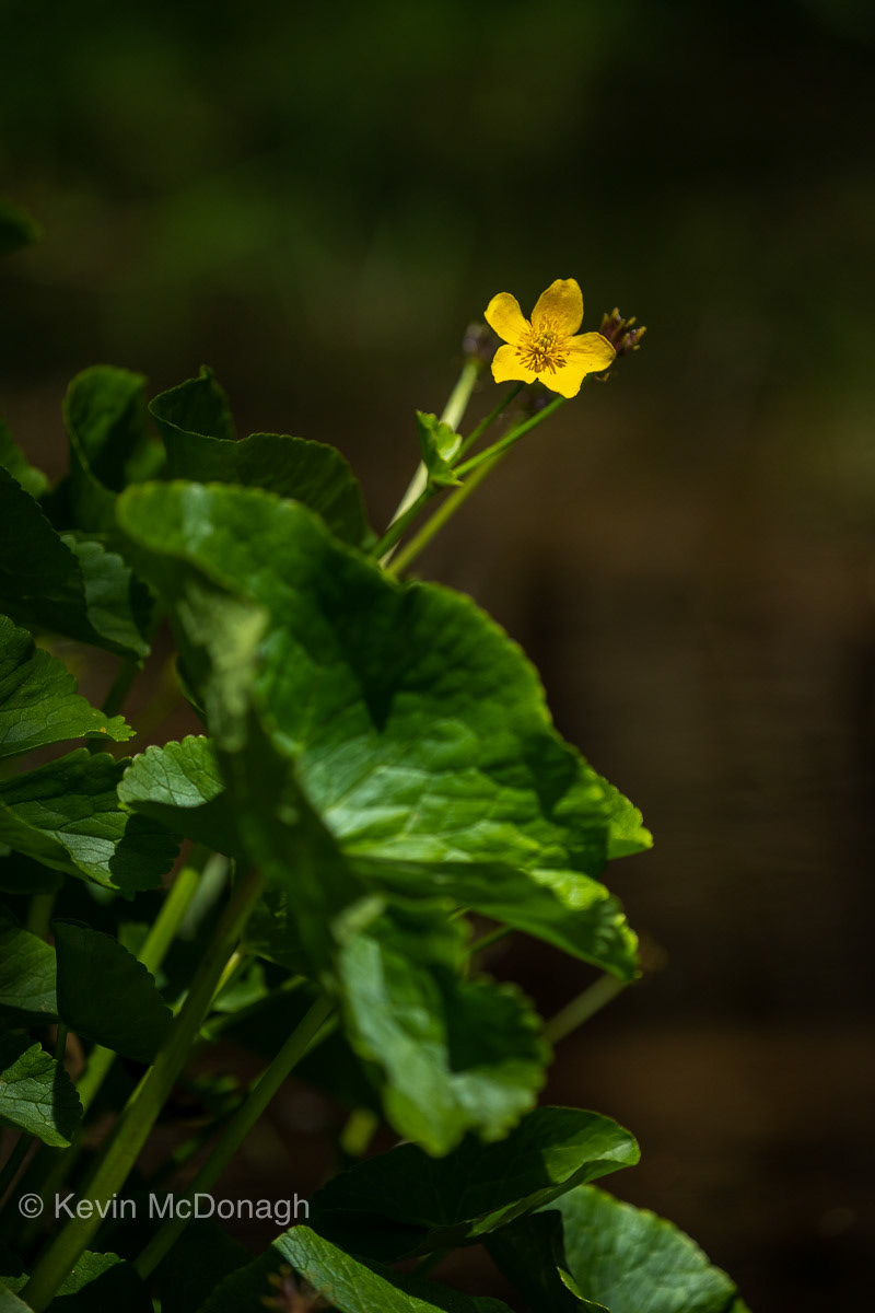 1st June 21: Marsh Marigold below Holwell Lawn, Dartmoor 