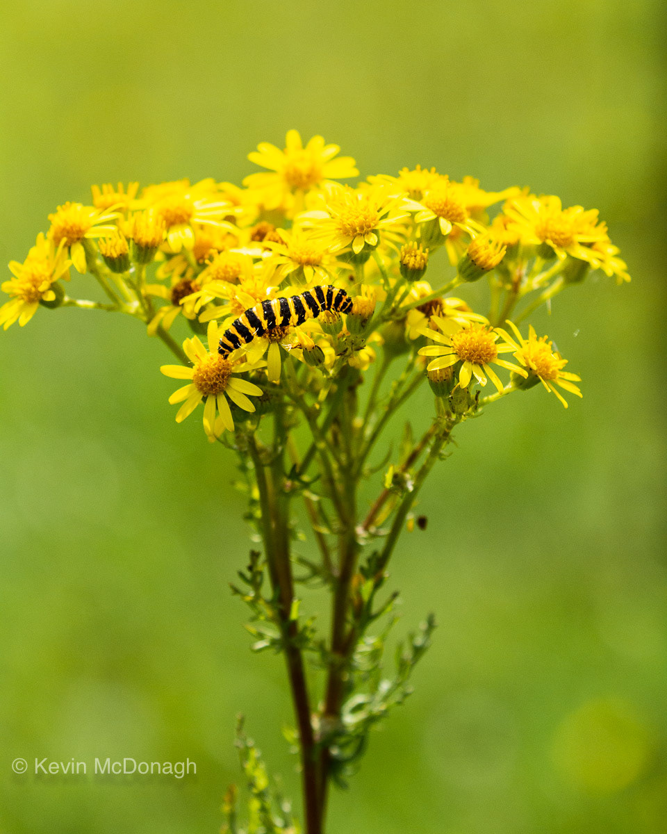 9 Aug 21: Ragwort and Cinnabar moth catterlillar