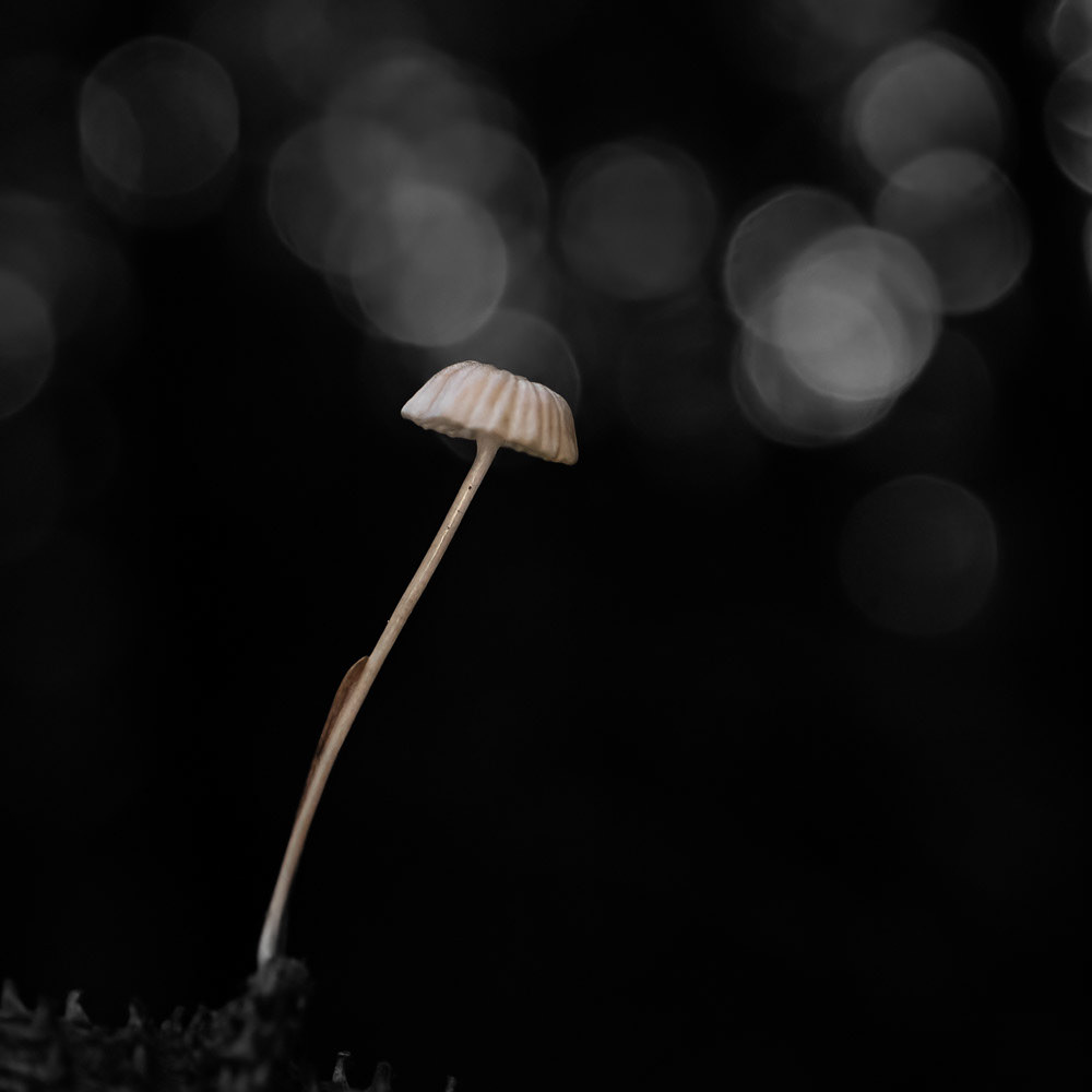 25 Oct 24: Heldon Forest, Devon