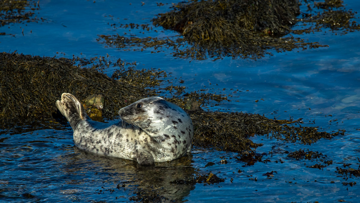 15th Oct: Seal pup Portrait
