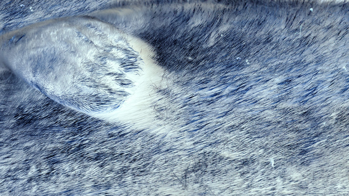 10th Oct: Study of Seal Pup claw Porth Solfach