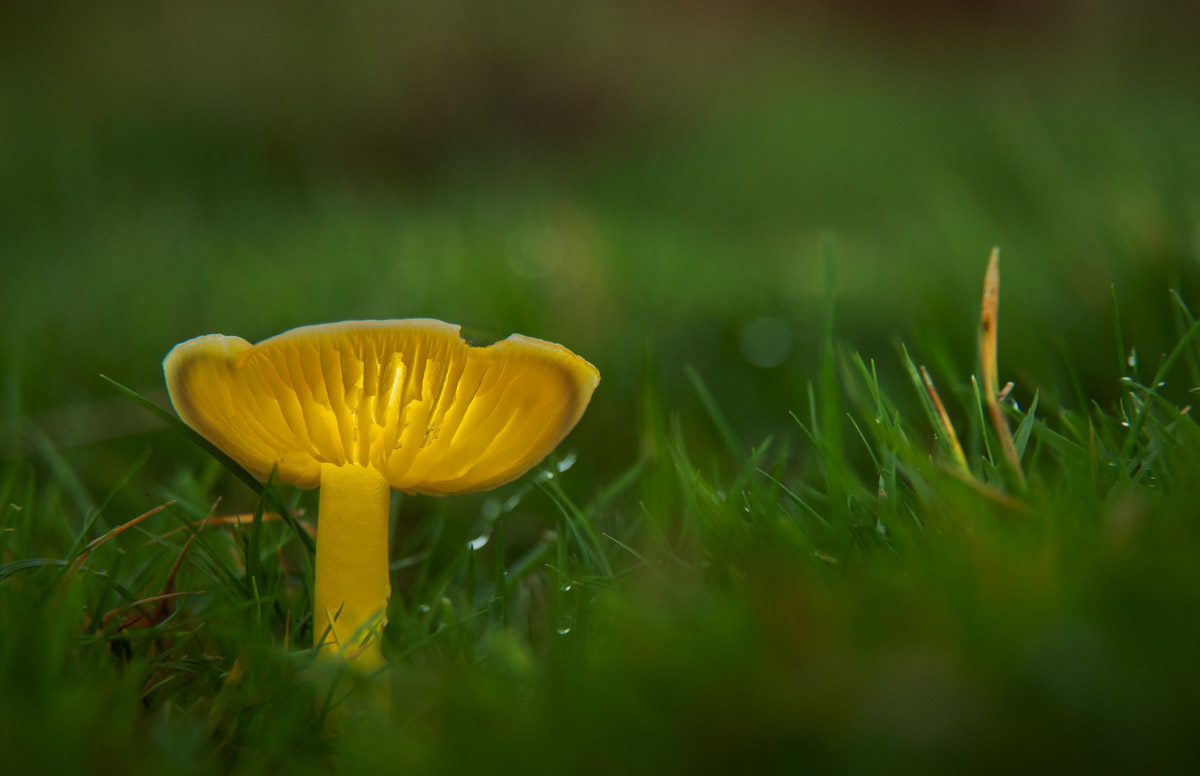 27 Oct 22: Dartmoor - Golden Waxcap