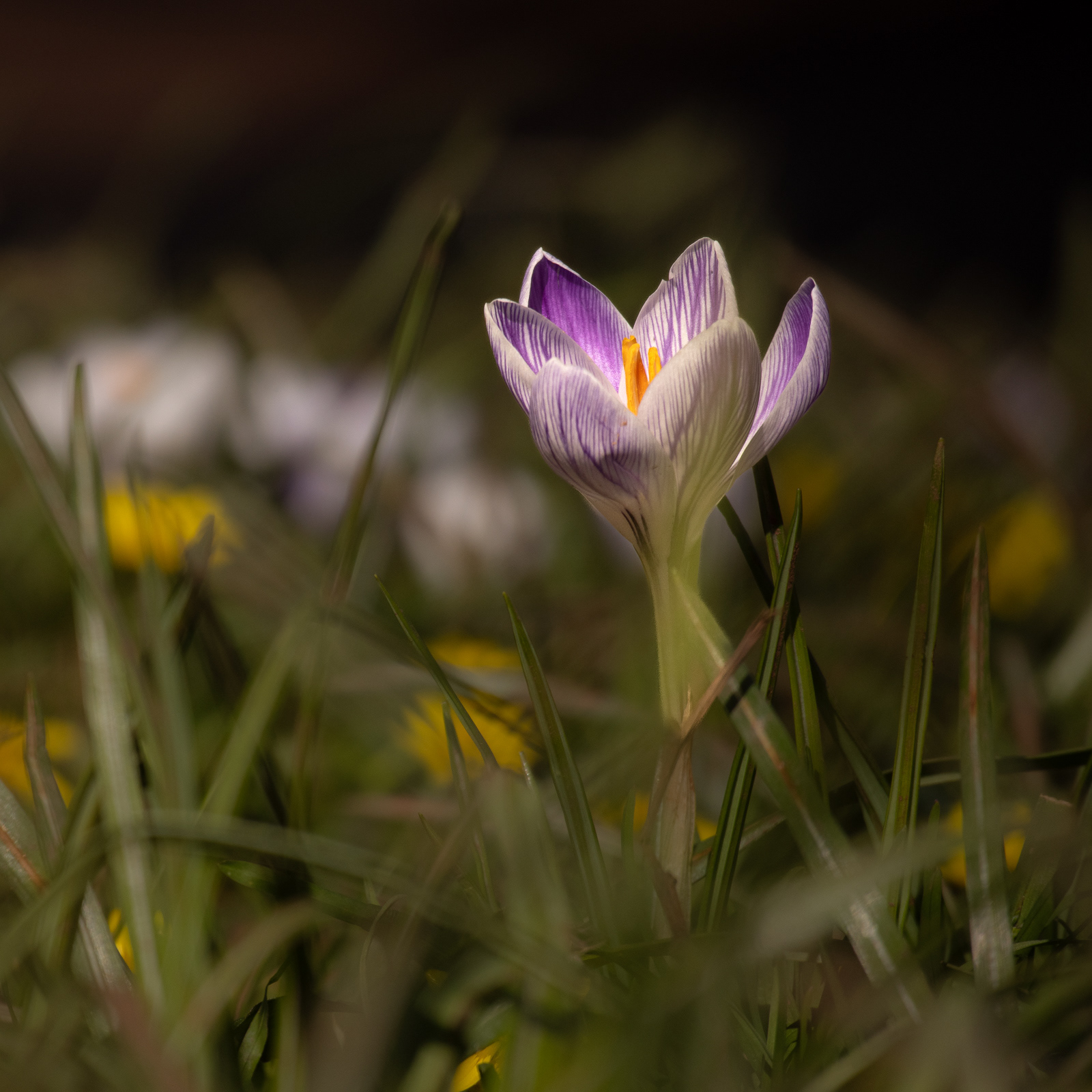 10 Mar 24 - Crocus, Cocking Village, Torquay