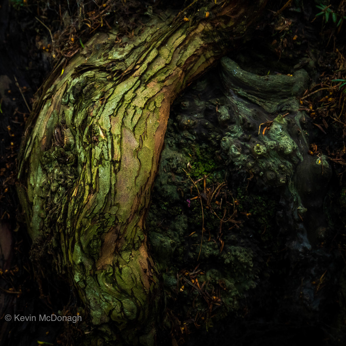 24 May 21: Ancient Yew Tree, Devon
