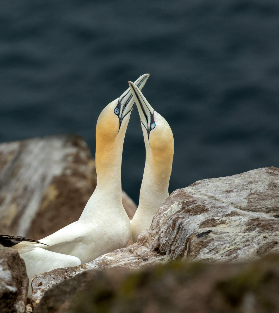 13th June 22: Saltee Islands - Gannets