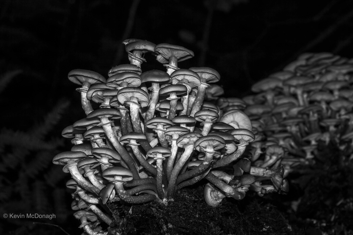 Honey Fungus, Haldon Forest, Devon