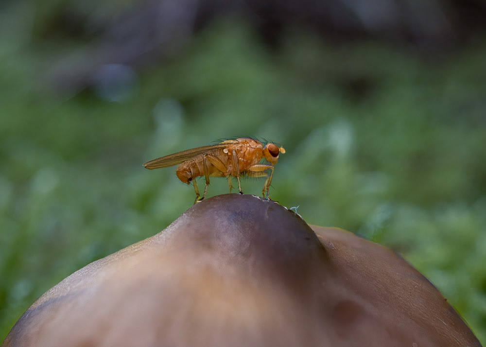23 Oct 24: Heldon Forest, Devon