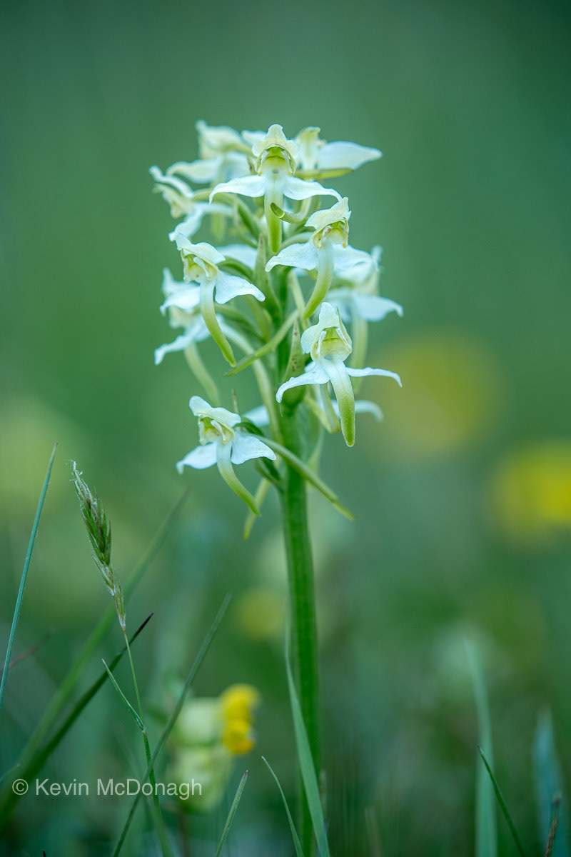 18 June 21: Greater Butterfly Orchid