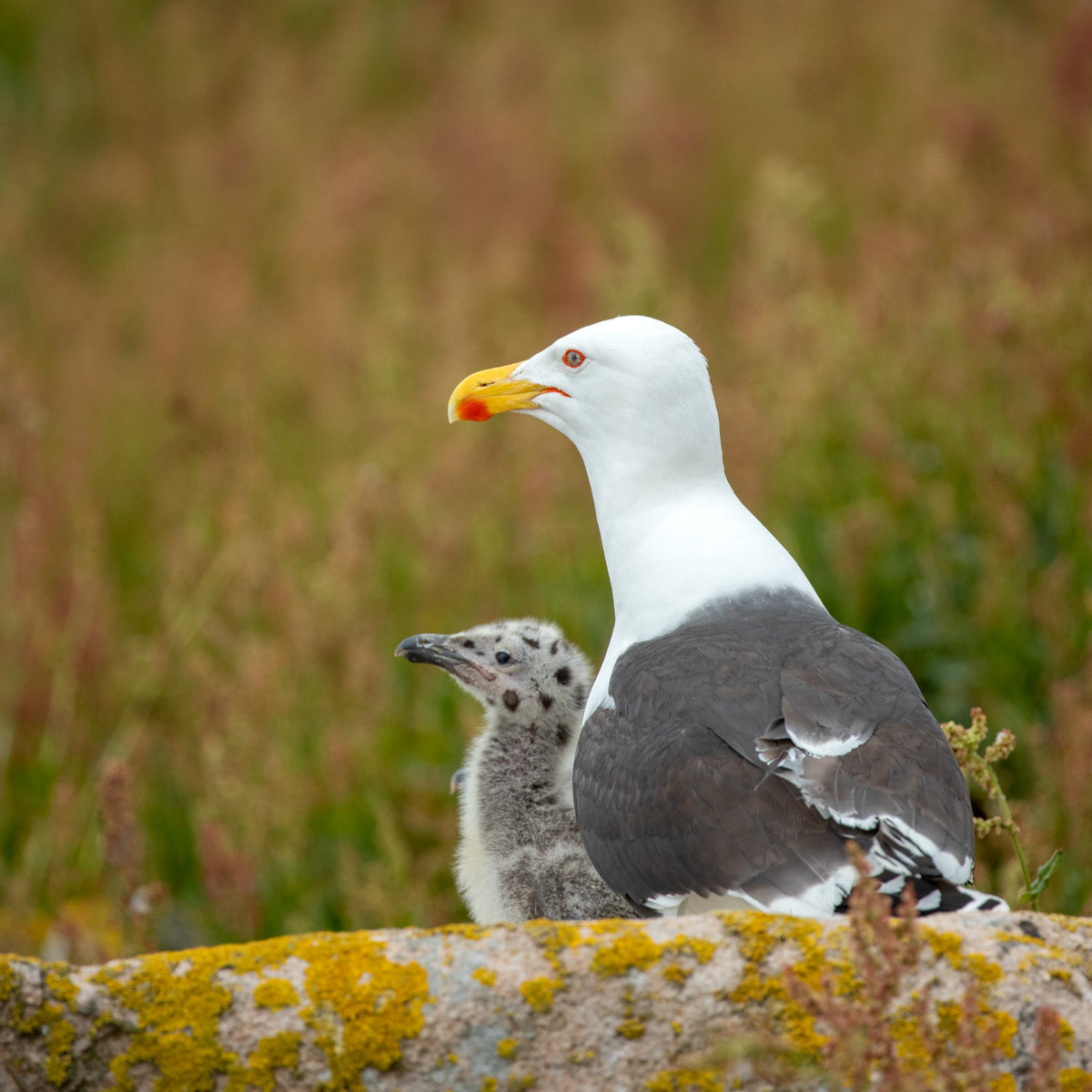 13th June 22: Saltee Islands - Blackbacked Gull and chick