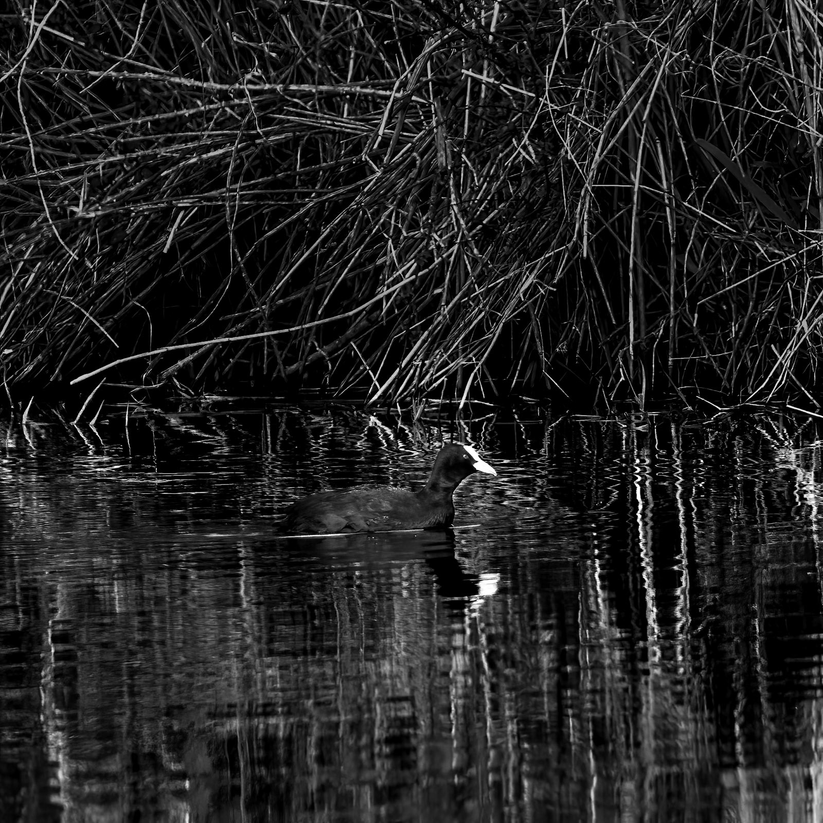 30 Mar 22: Coot - Exminster Marshes