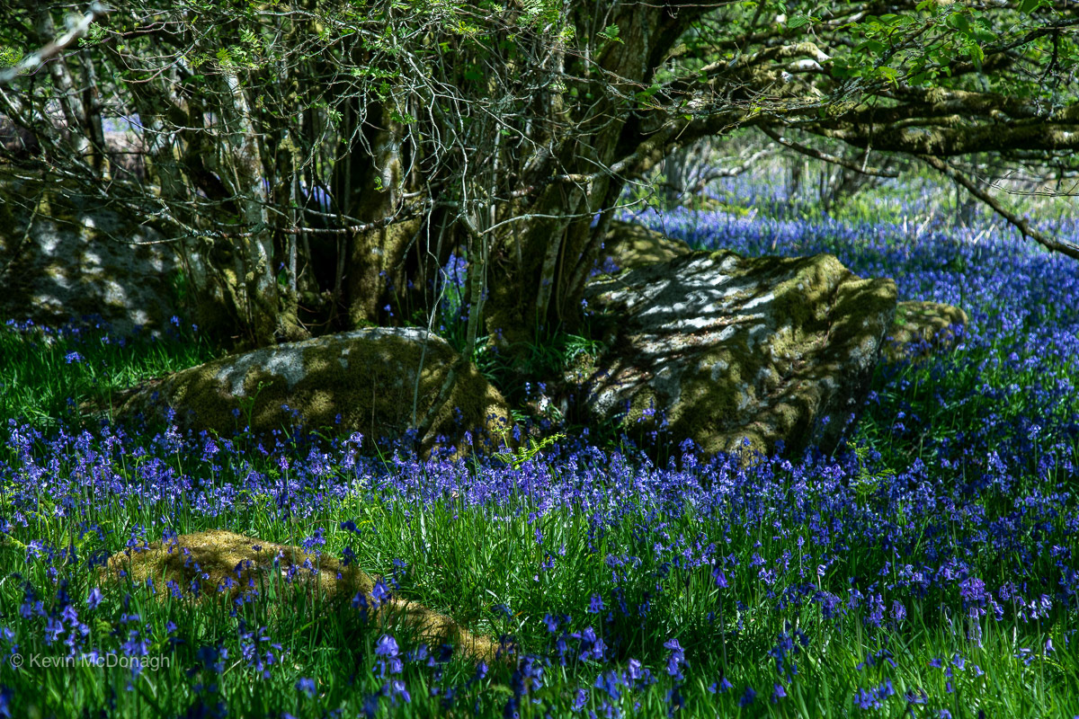 1st June 21: Bluebell Glade on Holwell Lawn