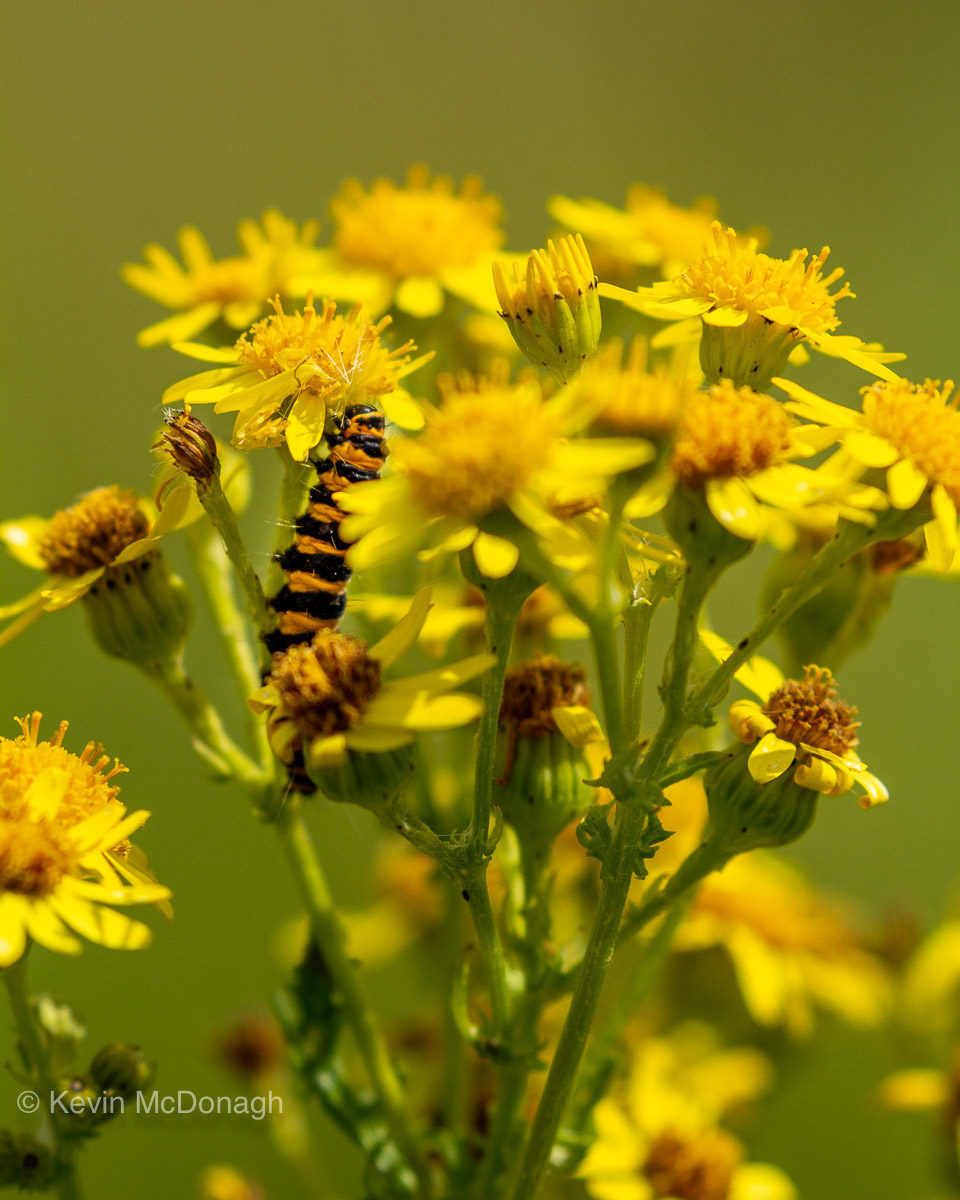 10 Aug 21: Cinnabar Moth