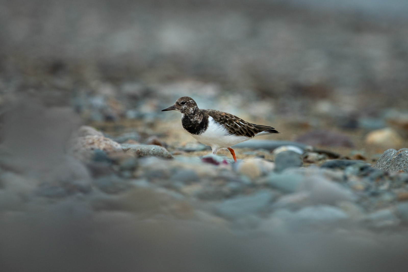 12th Oct: Turnstone