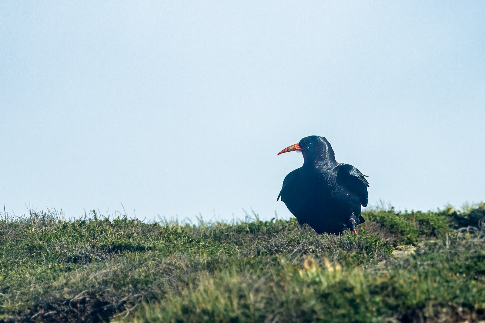 9 Nov 22: Chough, Godrevy