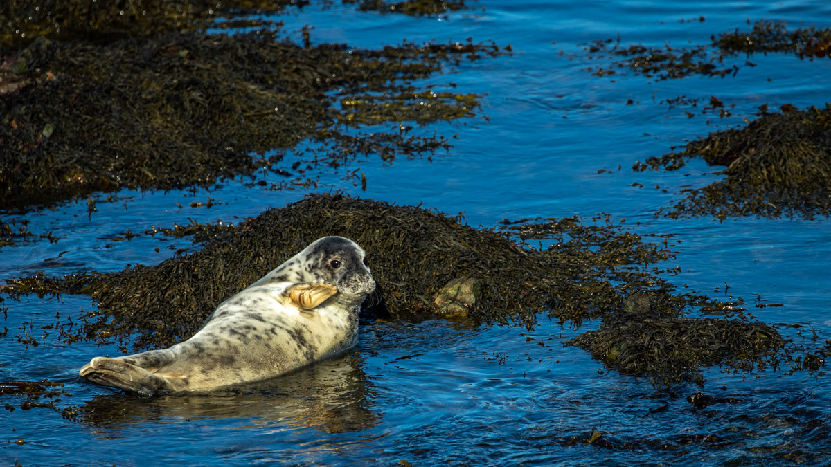 15th Oct: Even the seal pup waved me goodbye!