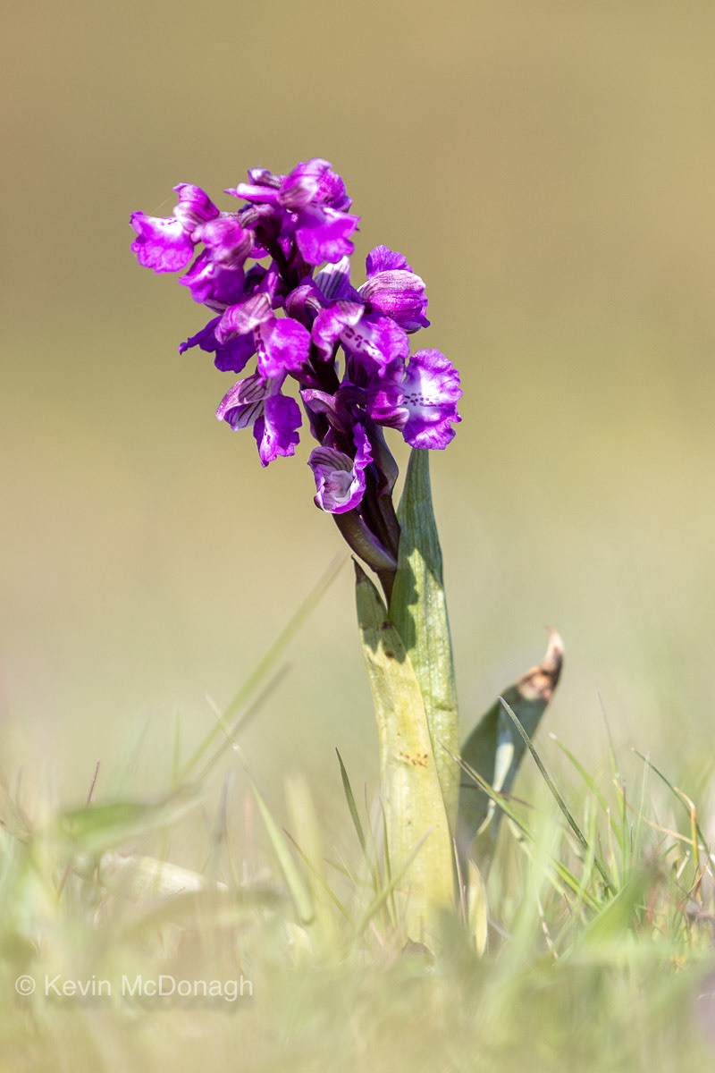 22 April 21: Greenwinged Orchids near the Geoneedle, Orcombe Point
