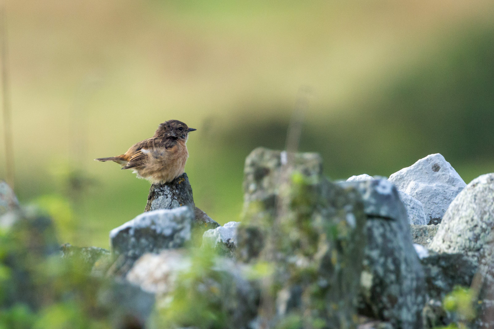10th Oct: Willow Warbler