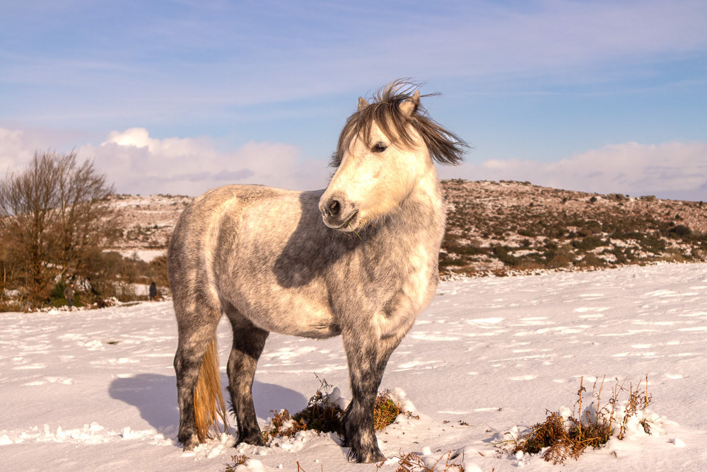 24 Nov 2024: Dartmoor Pony at Houndtor