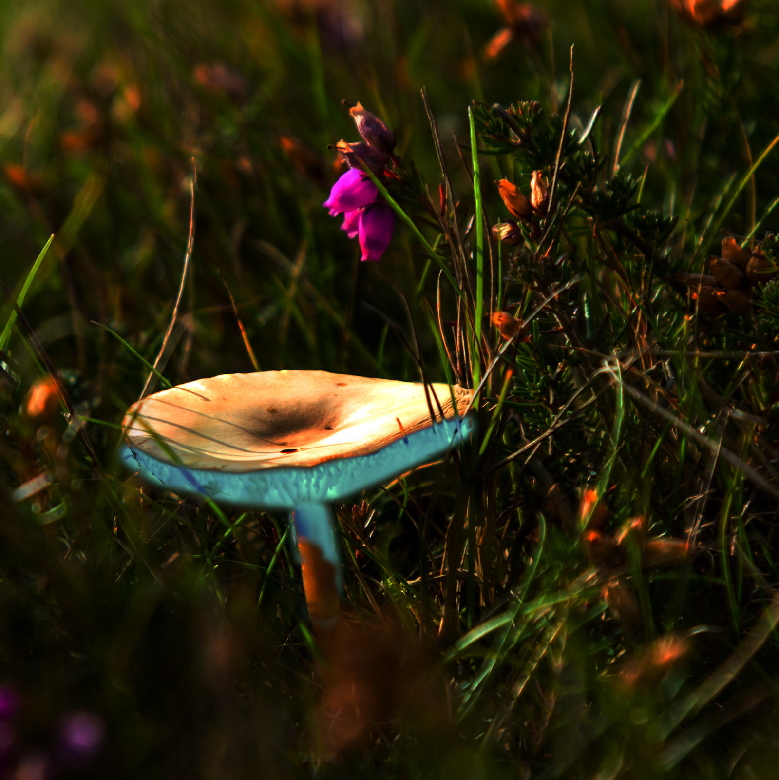 11th Oct: Parasol mushroom