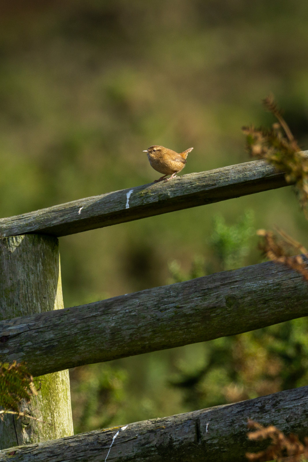 10th Oct: Wren