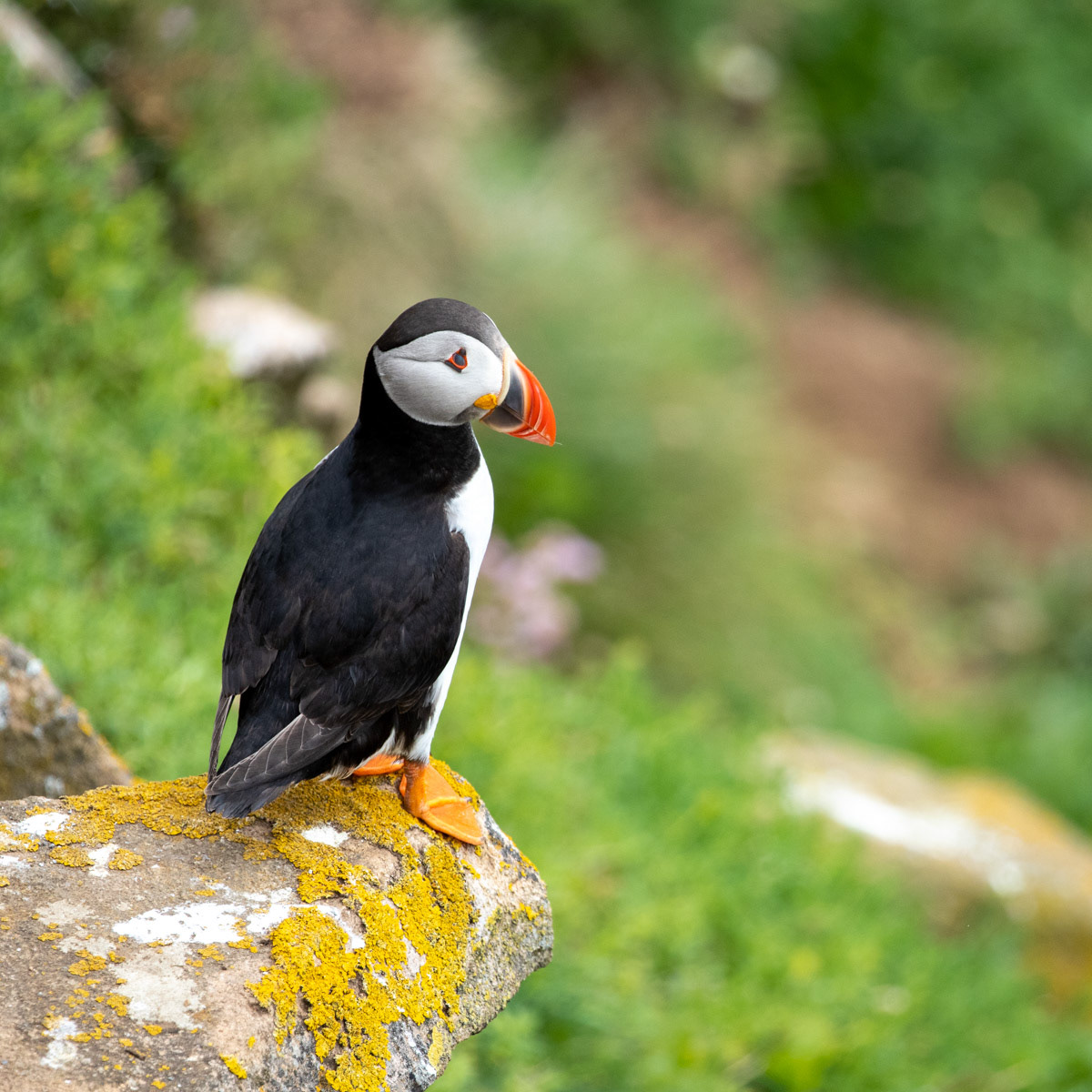 13th June 22: Saltee Islands - Puffin
