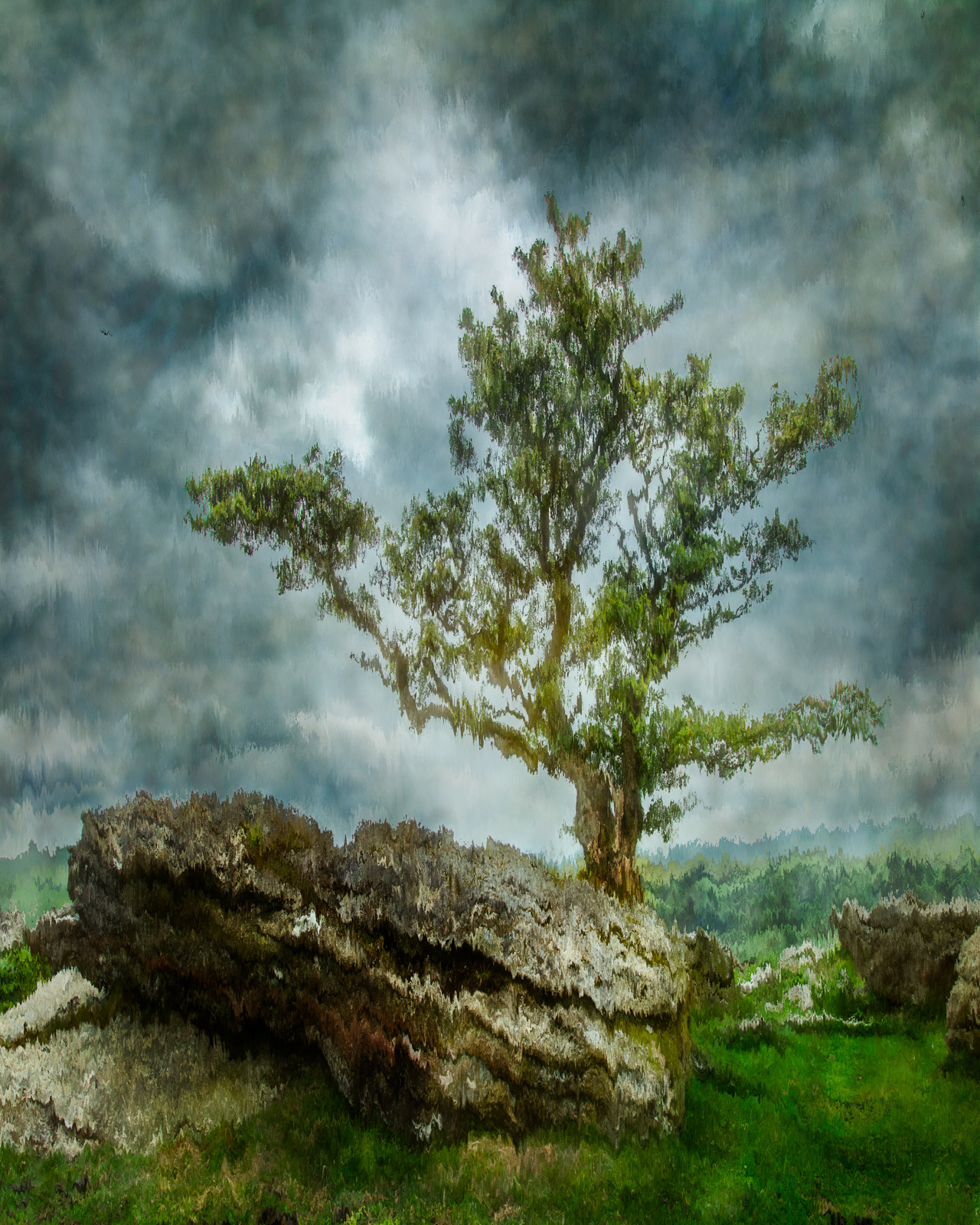 The Lone Tree, Emsworthy Rocks, Dartmoor