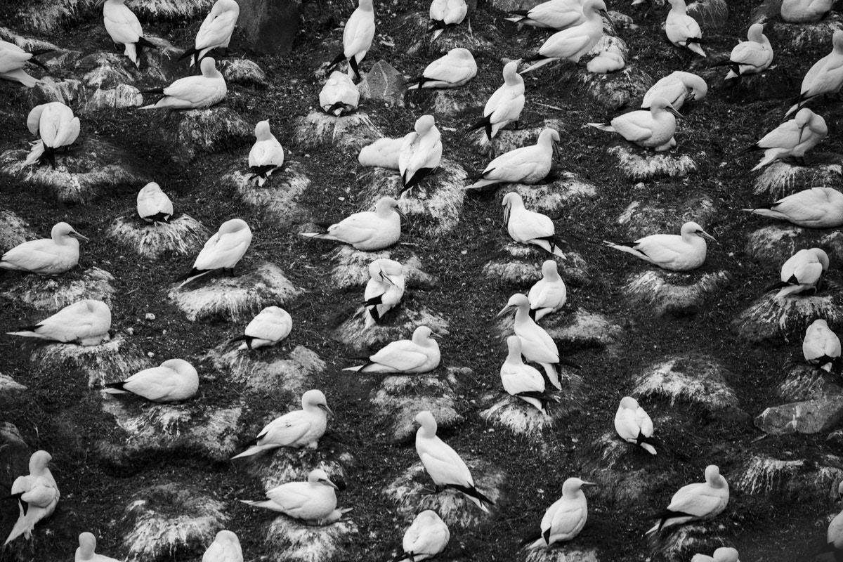 13th June 22: Saltee Islands - Gannets