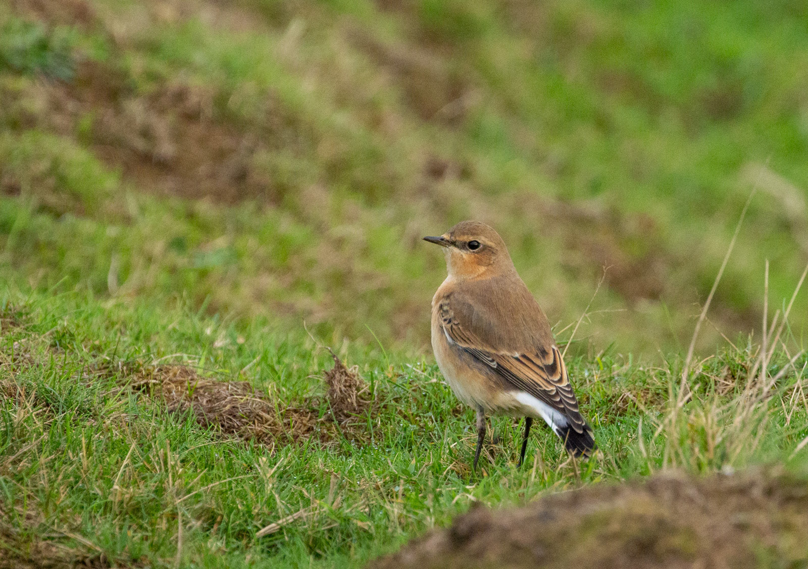 11th Oct: Wheatear
