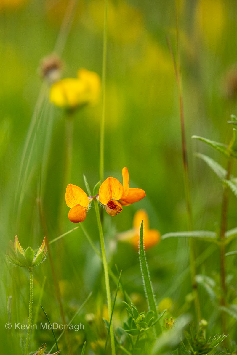 18 June 21: Birdsfoot Trefoil