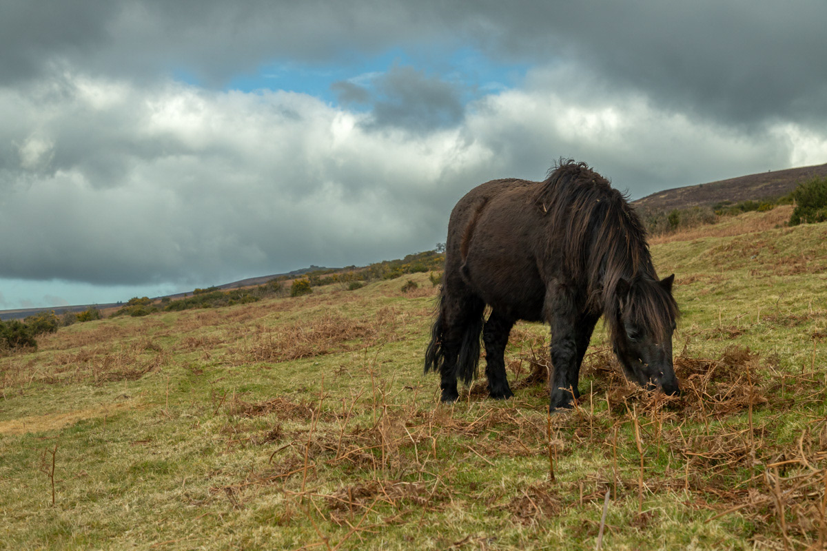 Dartmoor Pony on Challacombe Down - Birch Tor in the distance