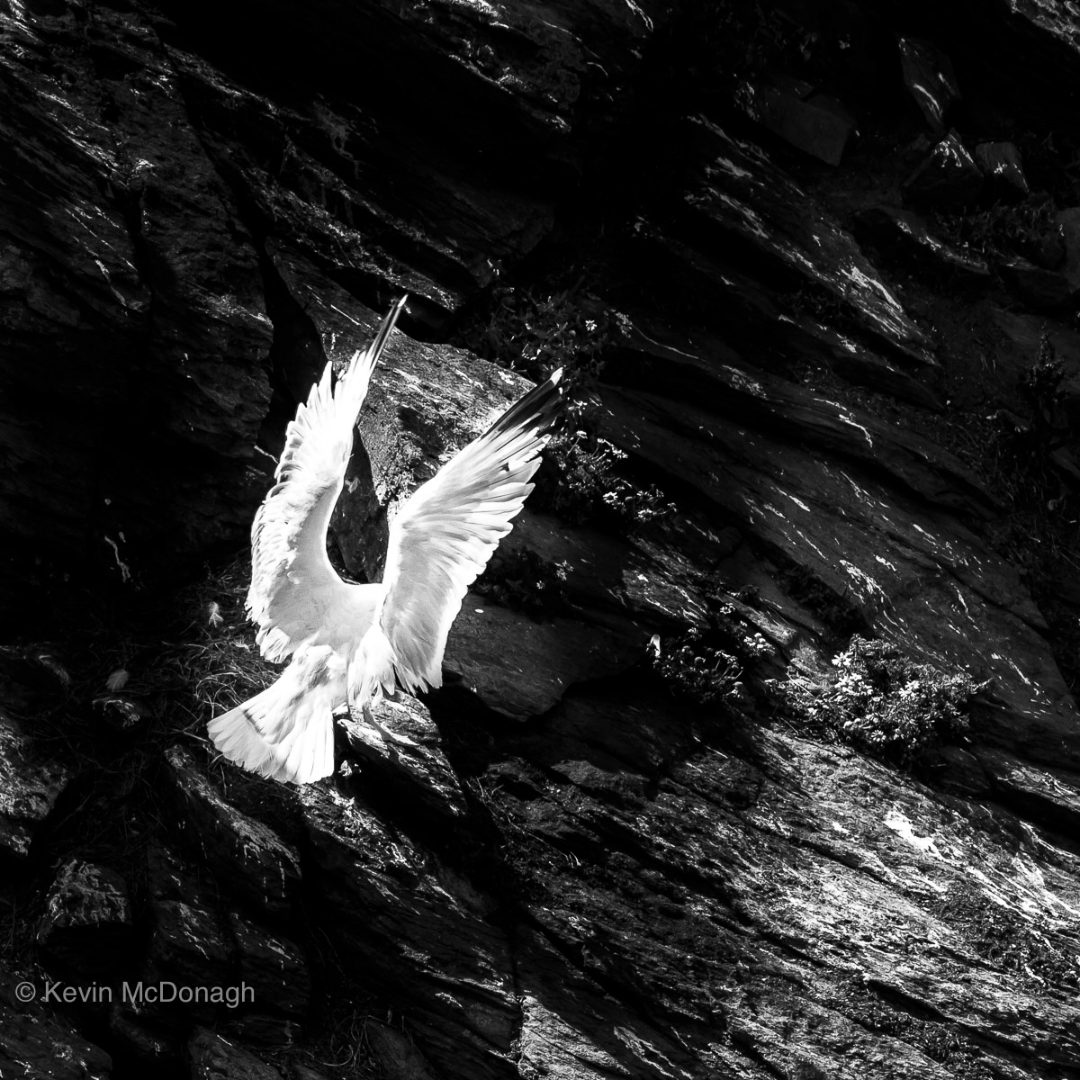 Herring Gull, East Prawle, Devon