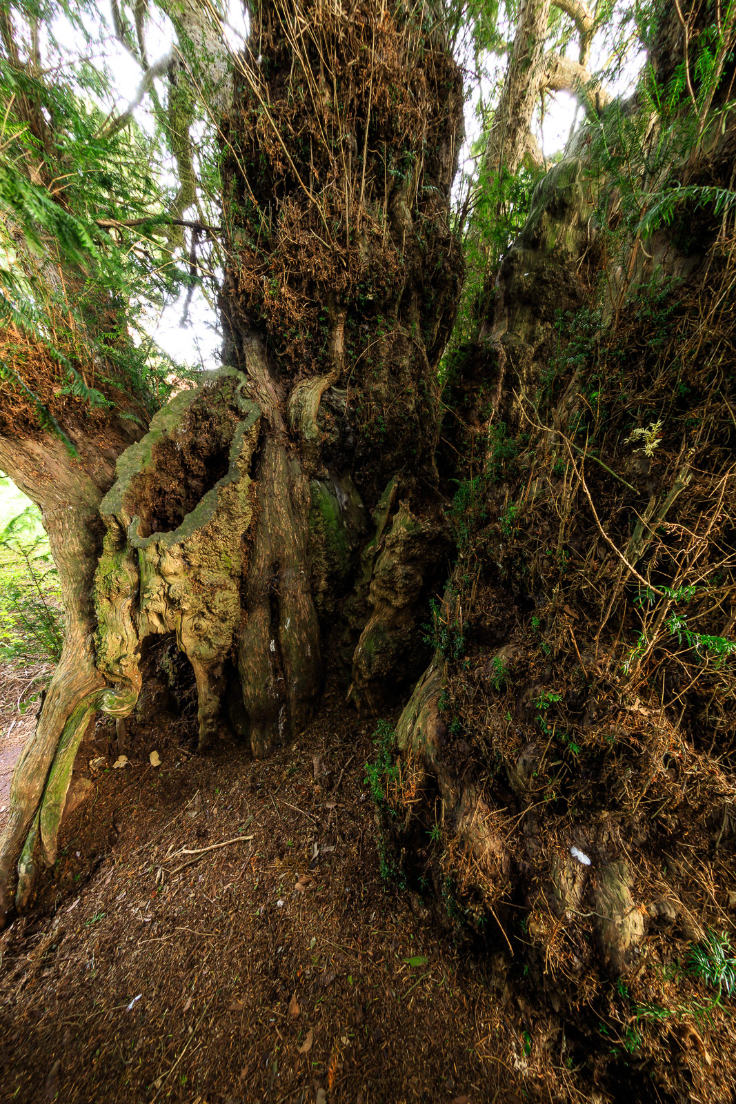 8 Oct 2020: Ancient Yew Tree, Kenn, Devon