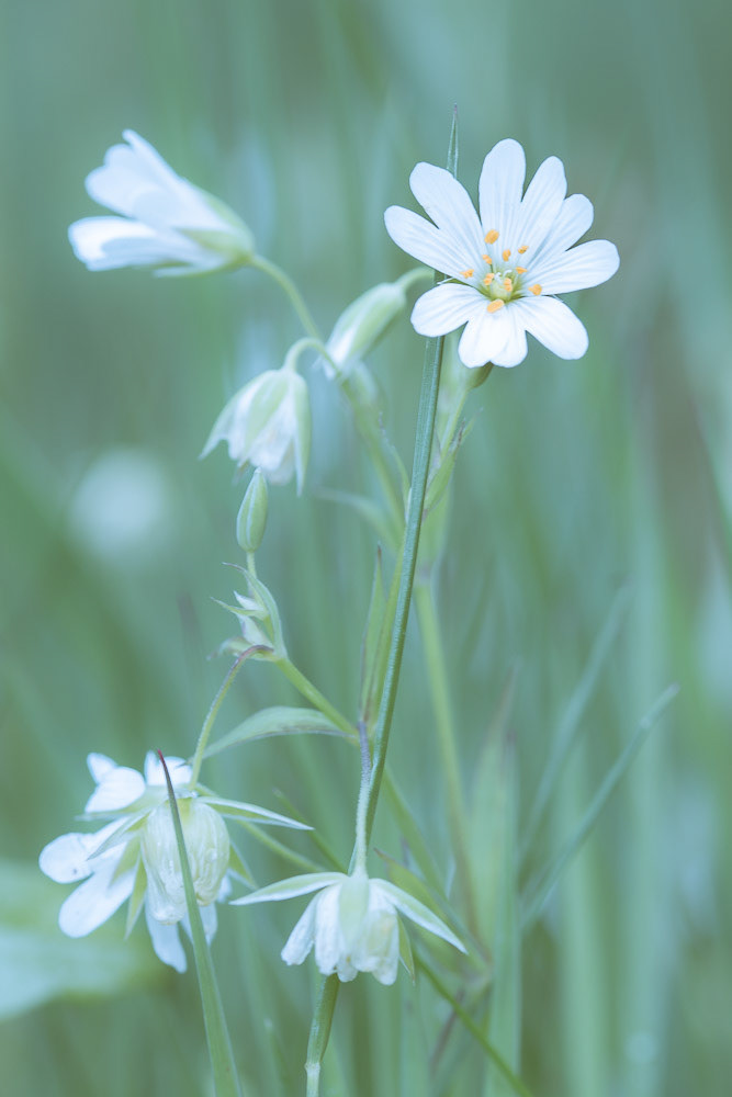 Great Stitchwort