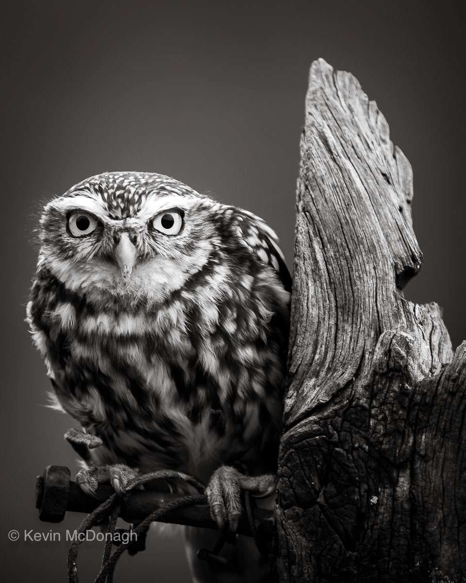 Little Owl