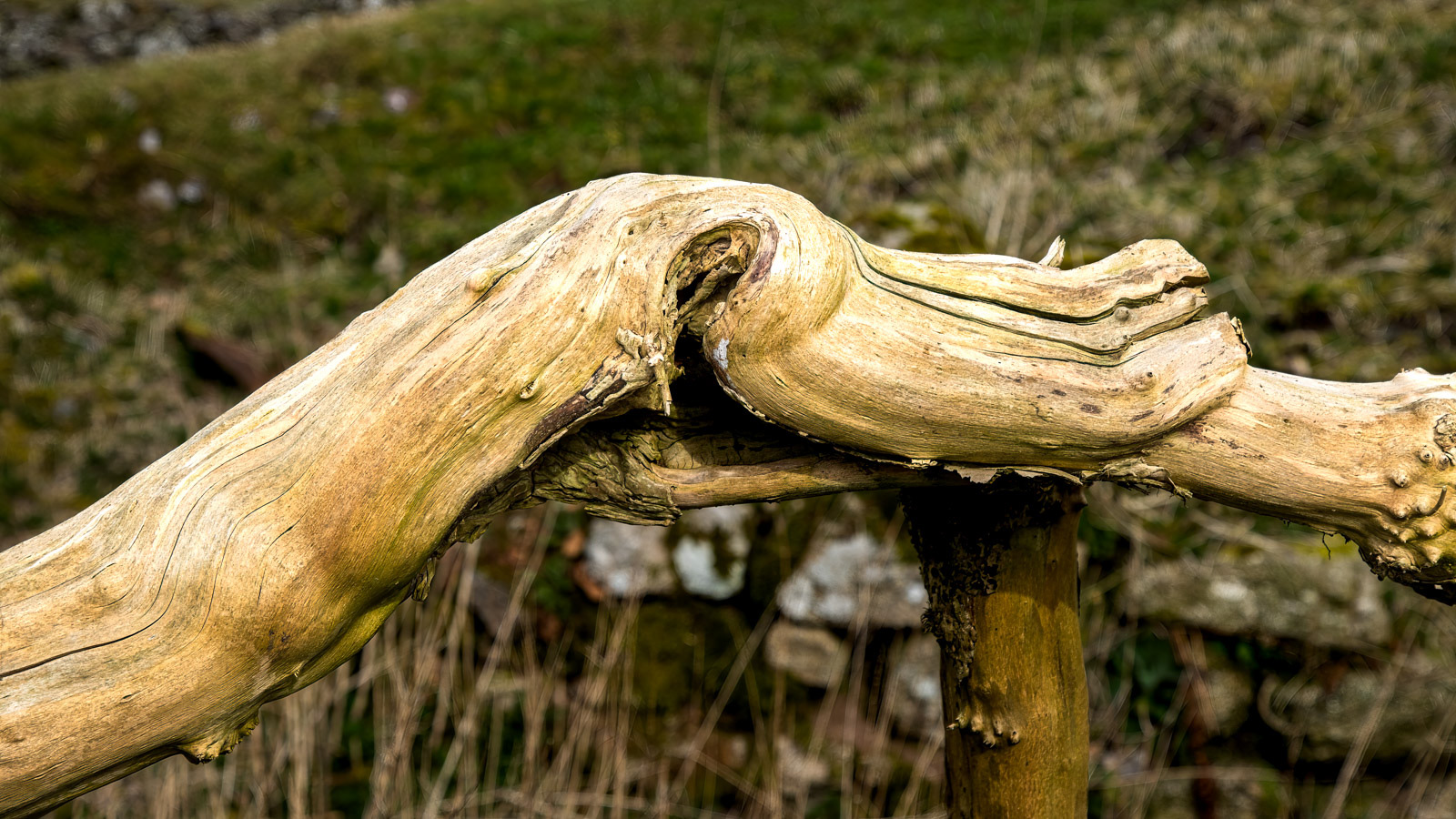 28th March 22: Form in the Wood?